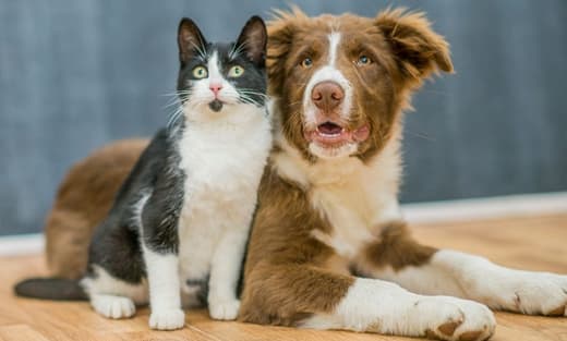Dog and Cat Veterinary Care