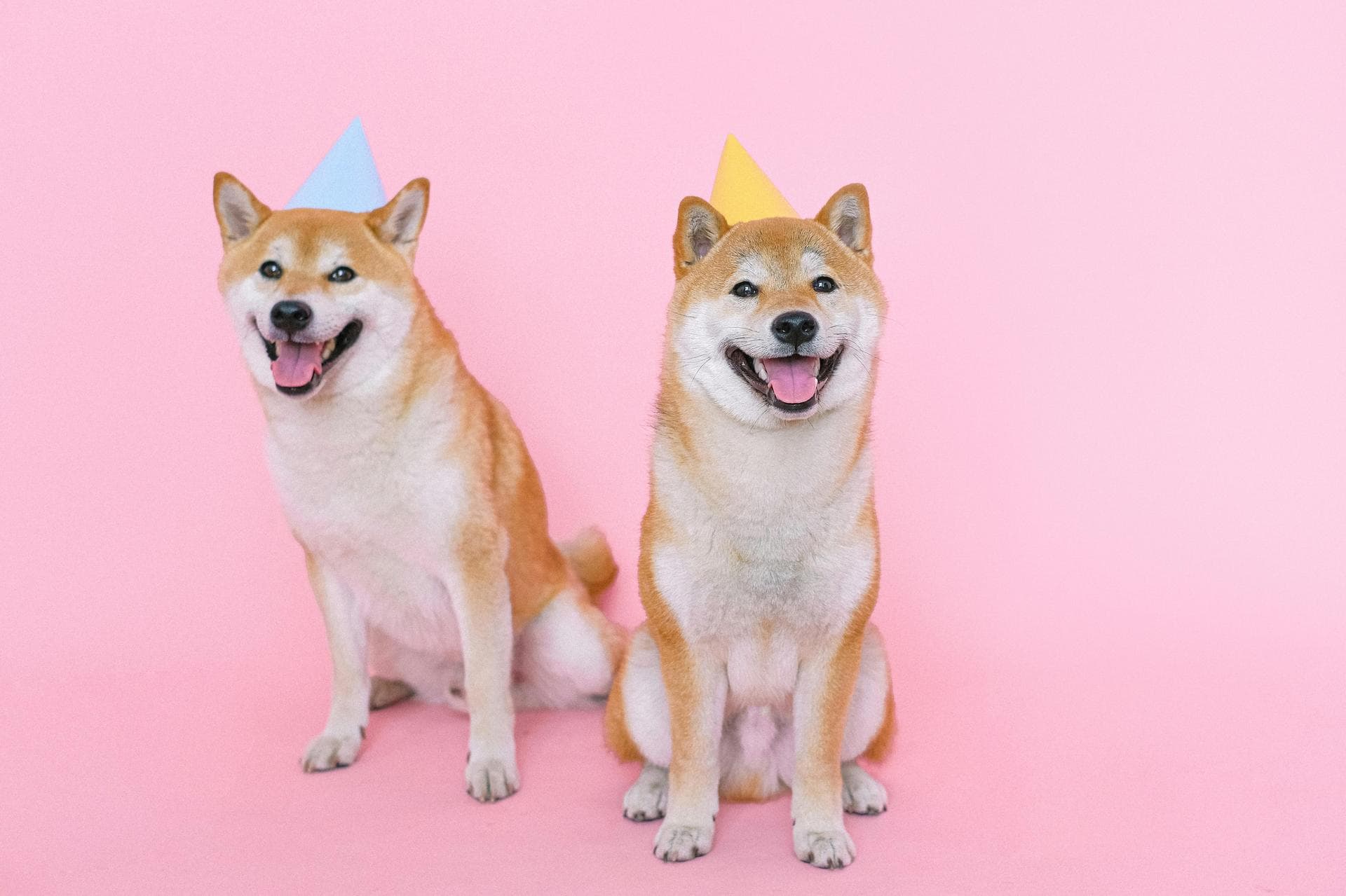 Dog & Cat Vets in Brandon